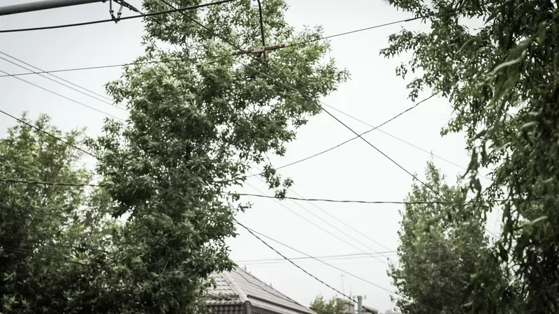 Мешают проводам. На четырех омских улицах одобрили обрезку почти 450 деревьев