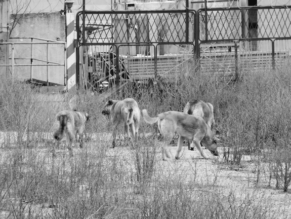 В омских Нефтяниках стая из 20 собак терроризирует детей