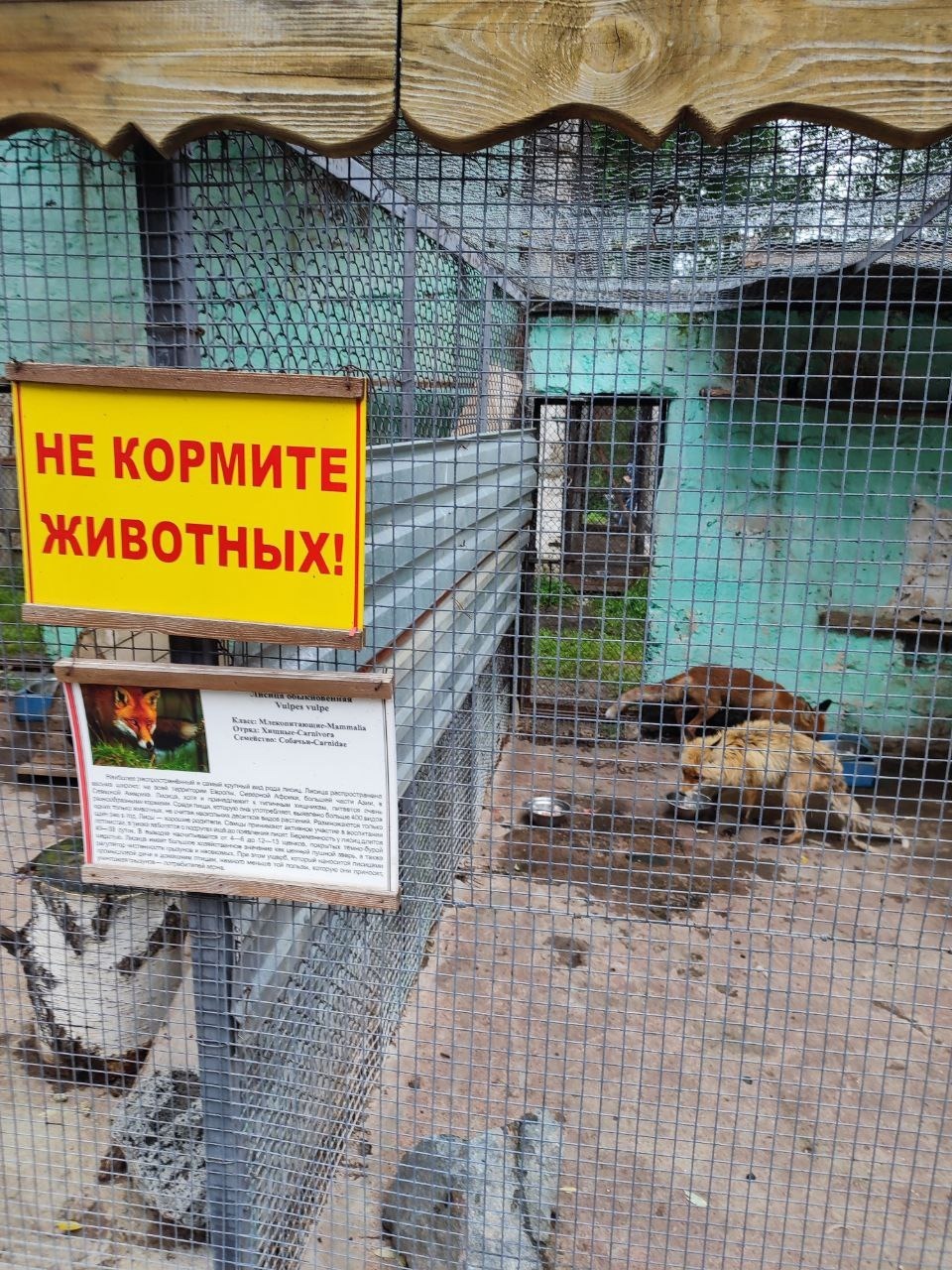 лиса в Большереченском зоопарке