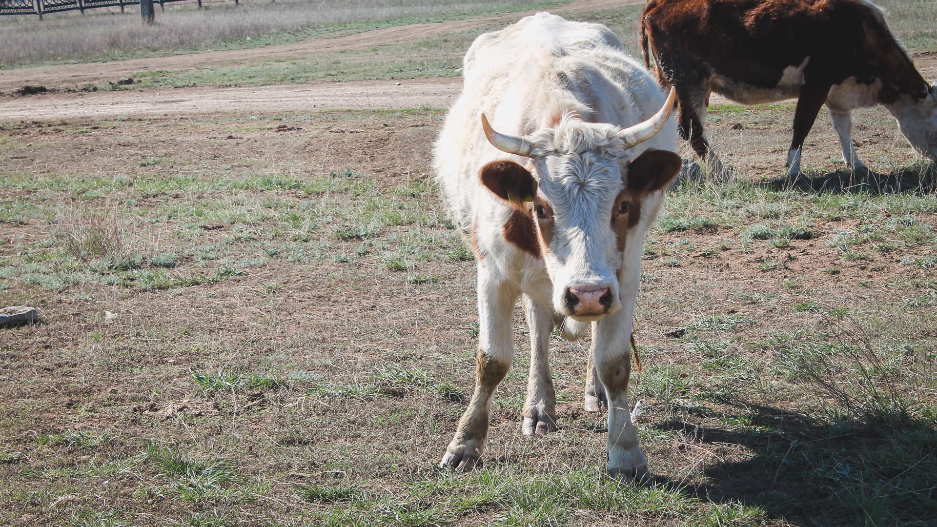 В Омской области на ферме бык проткнул рогами доярку
