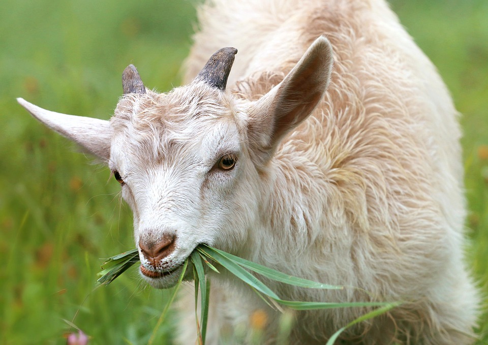 Омичи предпочитают держать на дачах коз, выращивать грецкий орех, черешню и фундук