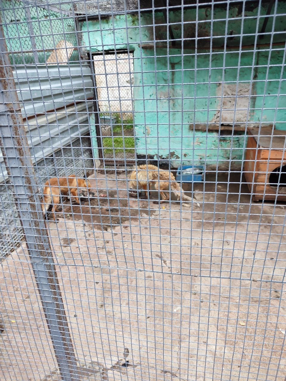 лиса в Большереченском зоопарке