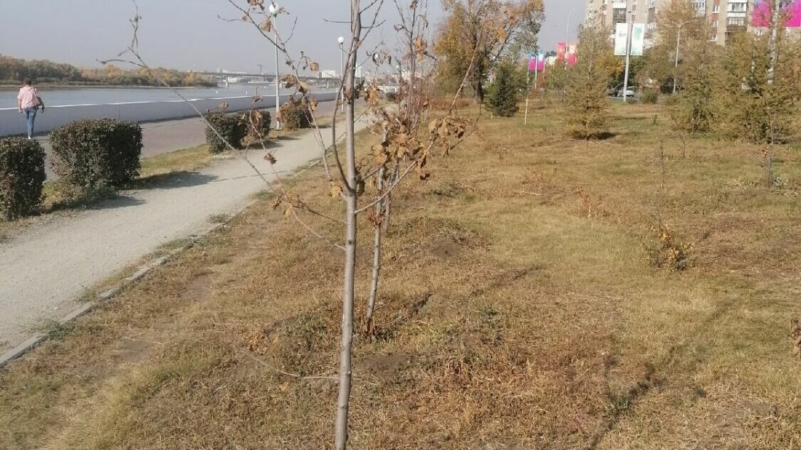 К сожалению, большая часть остальных деревьев, высаженных на Иртышской набережной в это же время погибла.