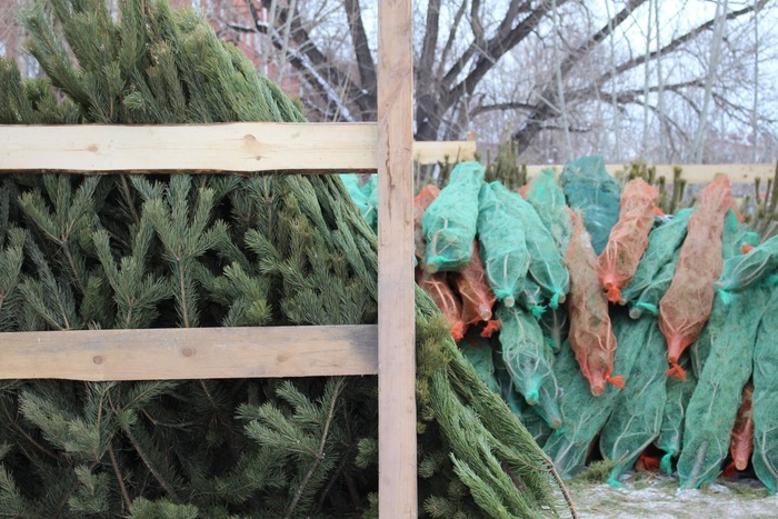 Полезный конец праздников. В Омске выброшенные елки превратят в лес