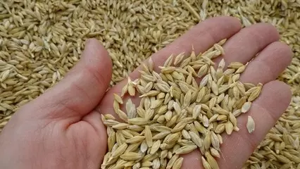 В Омской области нашли 300 тонн опасного для человека зерна