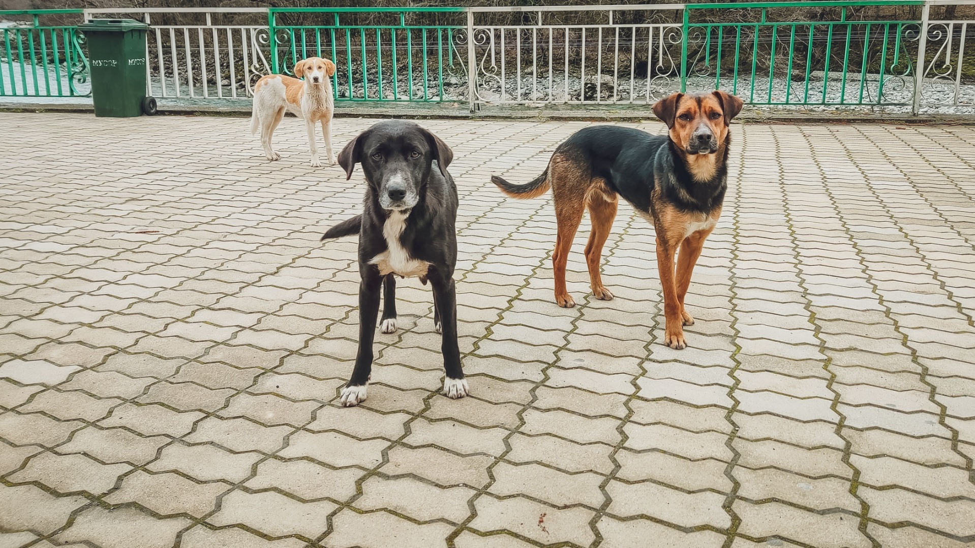 В Омске запретят выпускать бродячих собак на детских площадках, пляжах и скверах