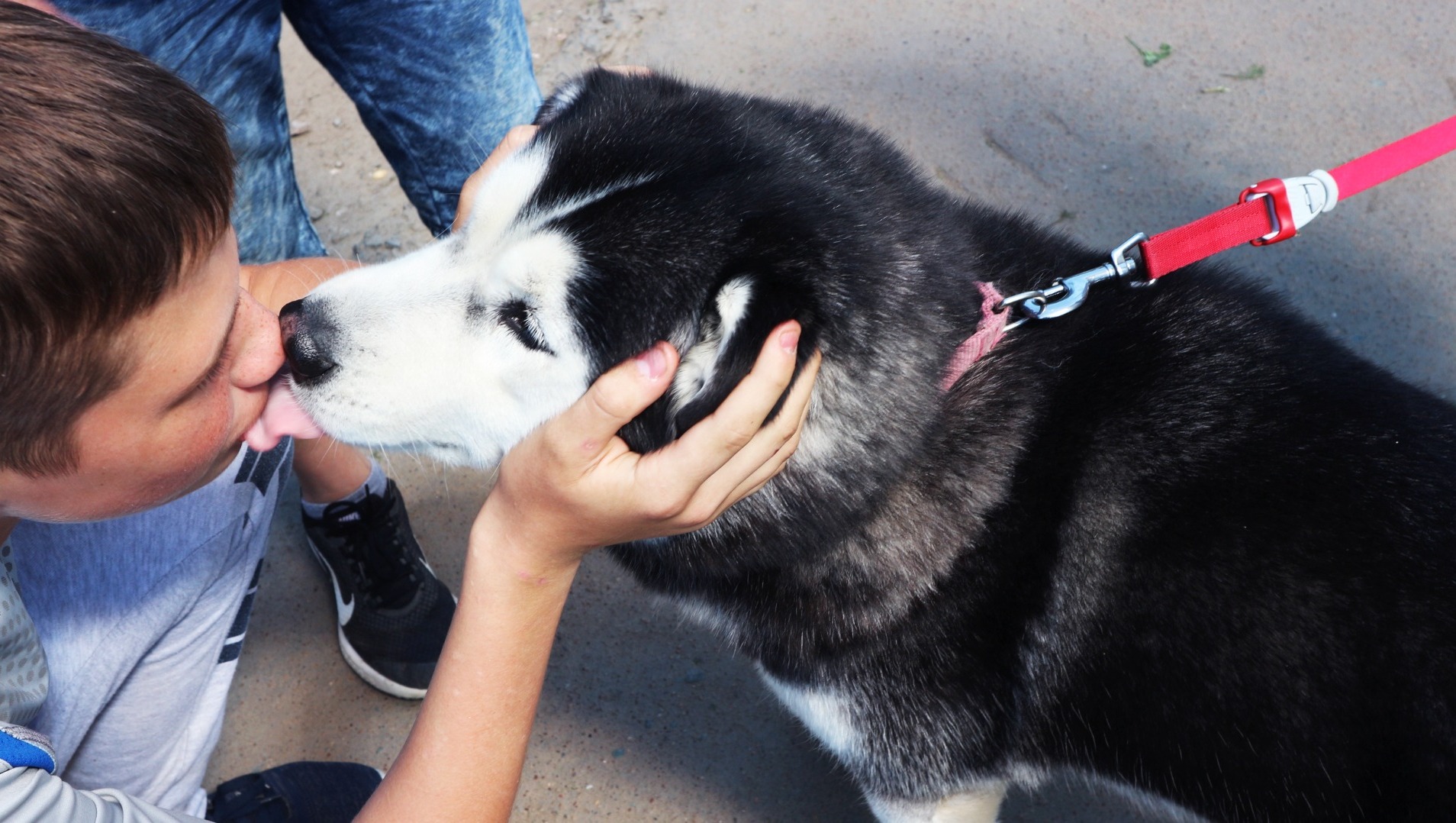 Полиция разыскивает омича, укравшего собаку из хаски-парка