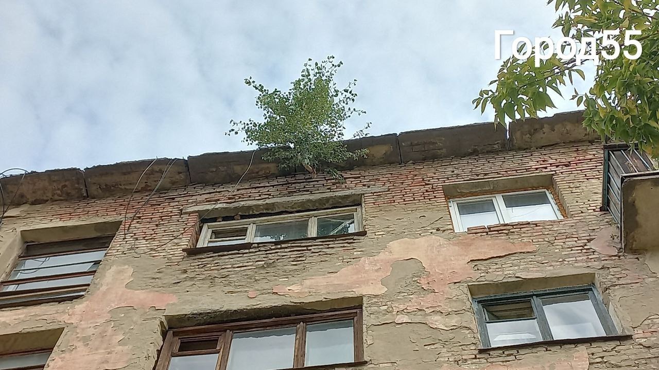 В Омске заметили пятиэтажку с растущим под крышей деревом