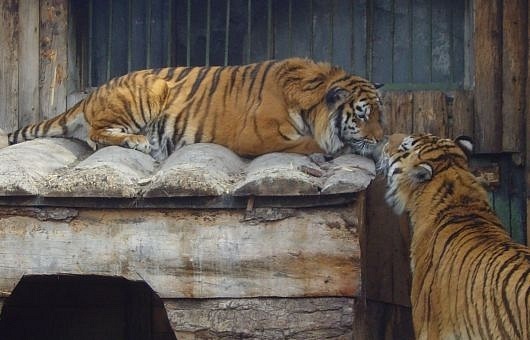 Новосибирская тигрица Таисия на время ремонта переехала в Омск
