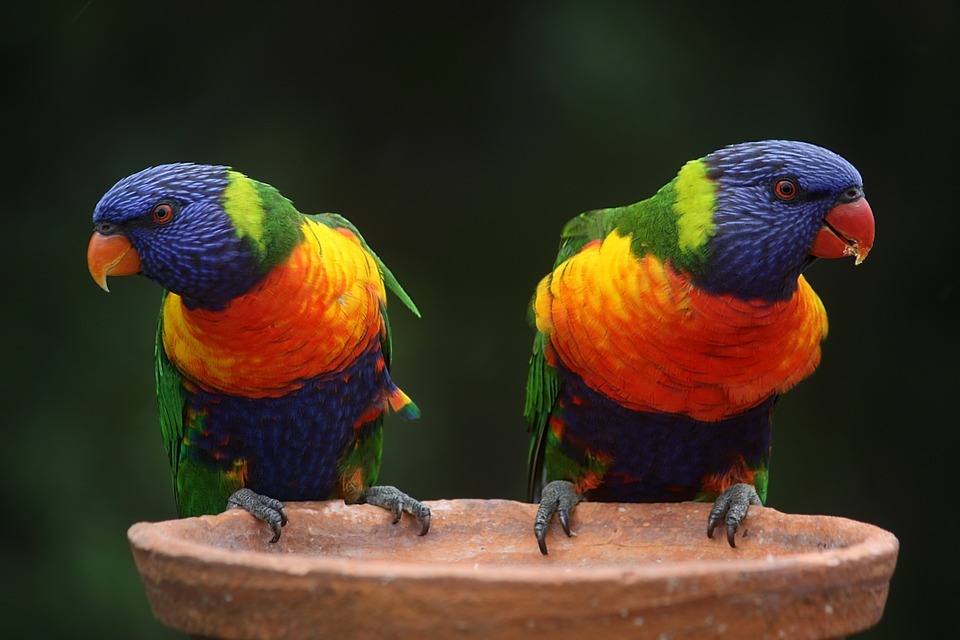 В Омске домашние попугаи заболели опасной для человека инфекцией