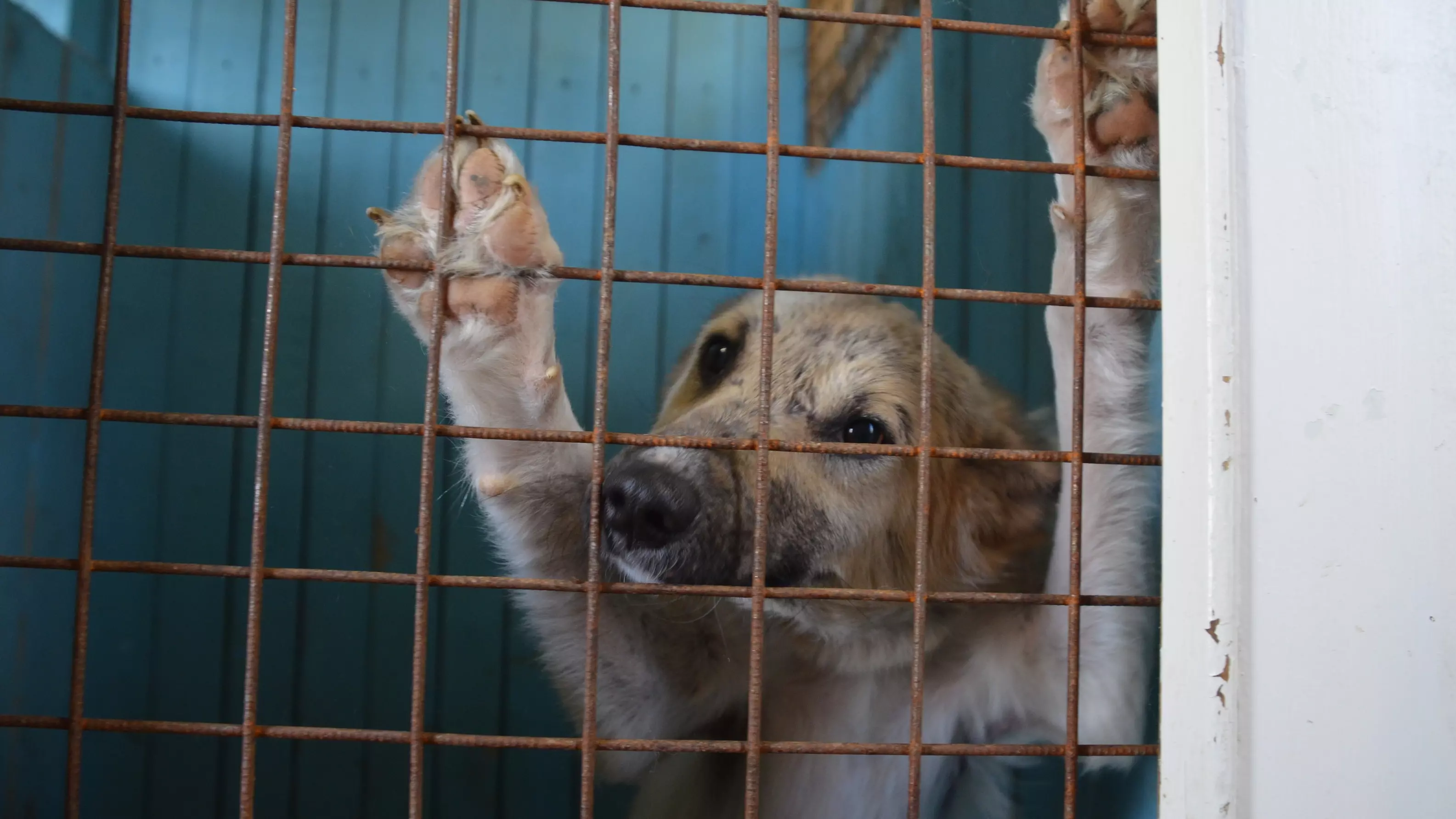 Приют для животных хатико. Приют для бездомных собак в Черногорске Хатико. Бездомные собаки. Приют для собак.