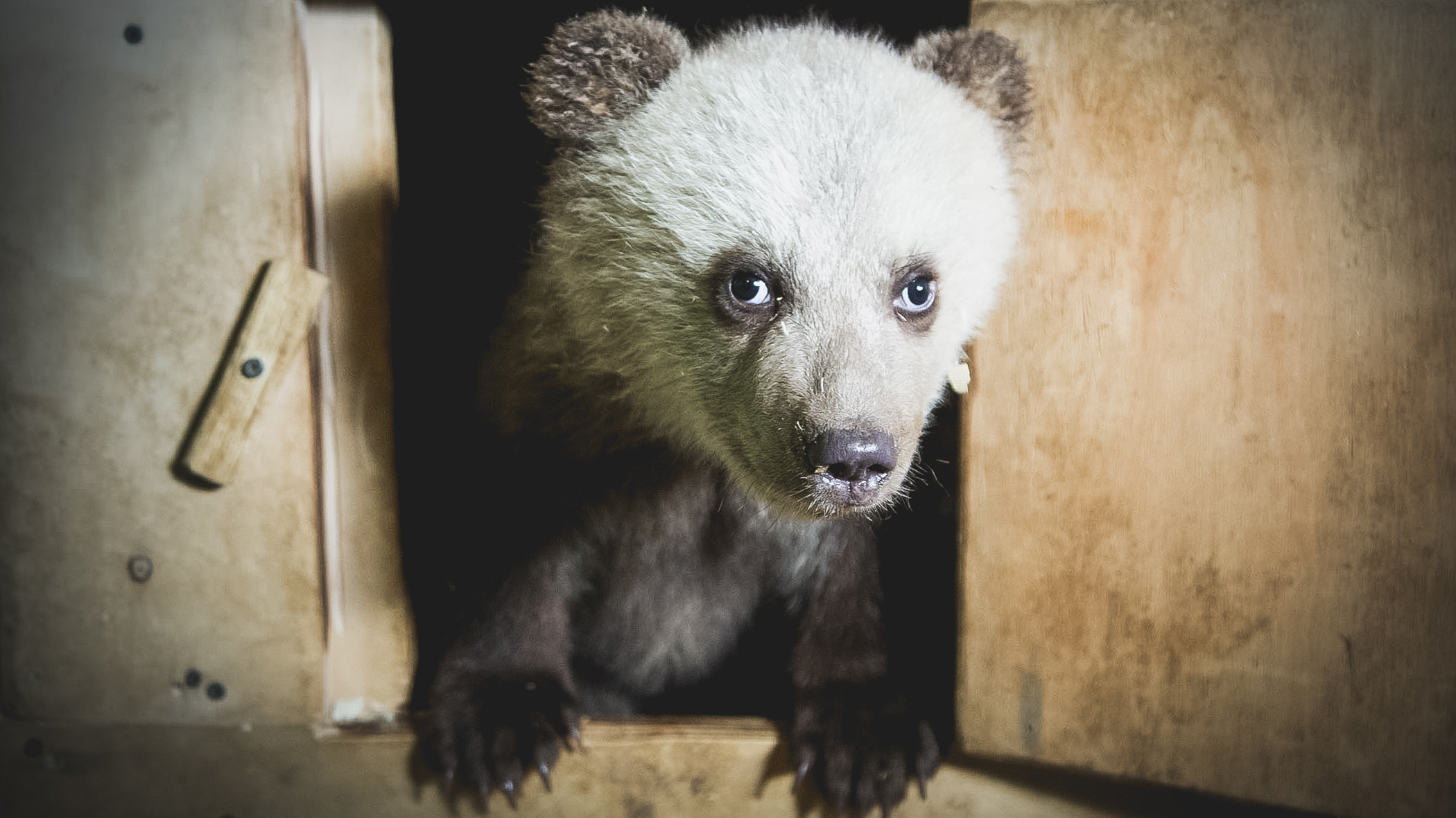 В Большереченском зоопарке животных начали поливать водой, чтобы защитить от жары