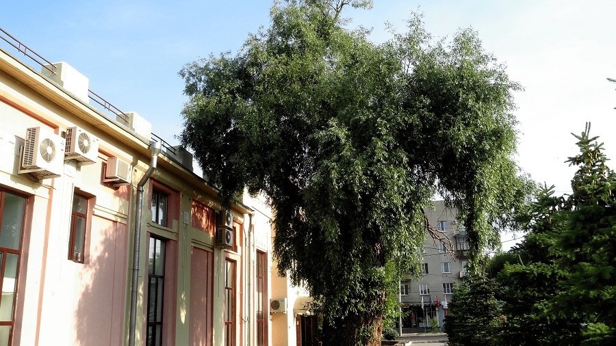 Памятник «Ива белая» в Омске перевели в разряд обычных деревьев