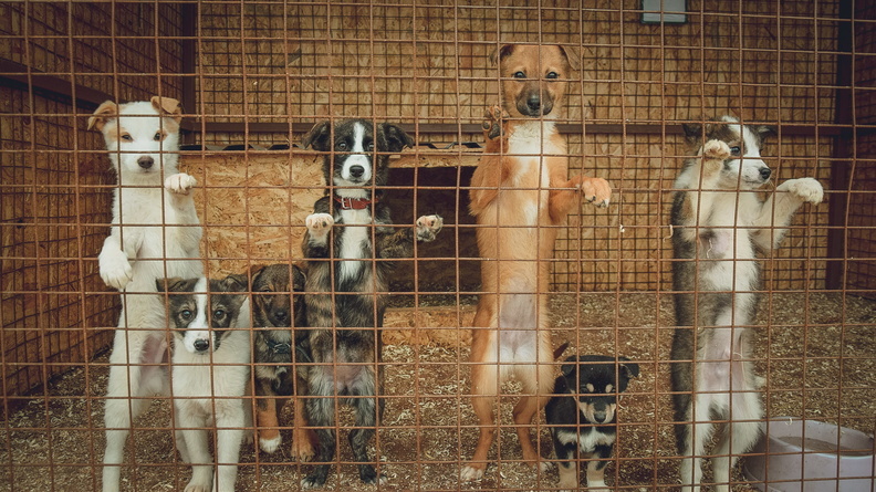 «Зачем издеваться над животными?»: омичка рассказала о странных действиях с собаками