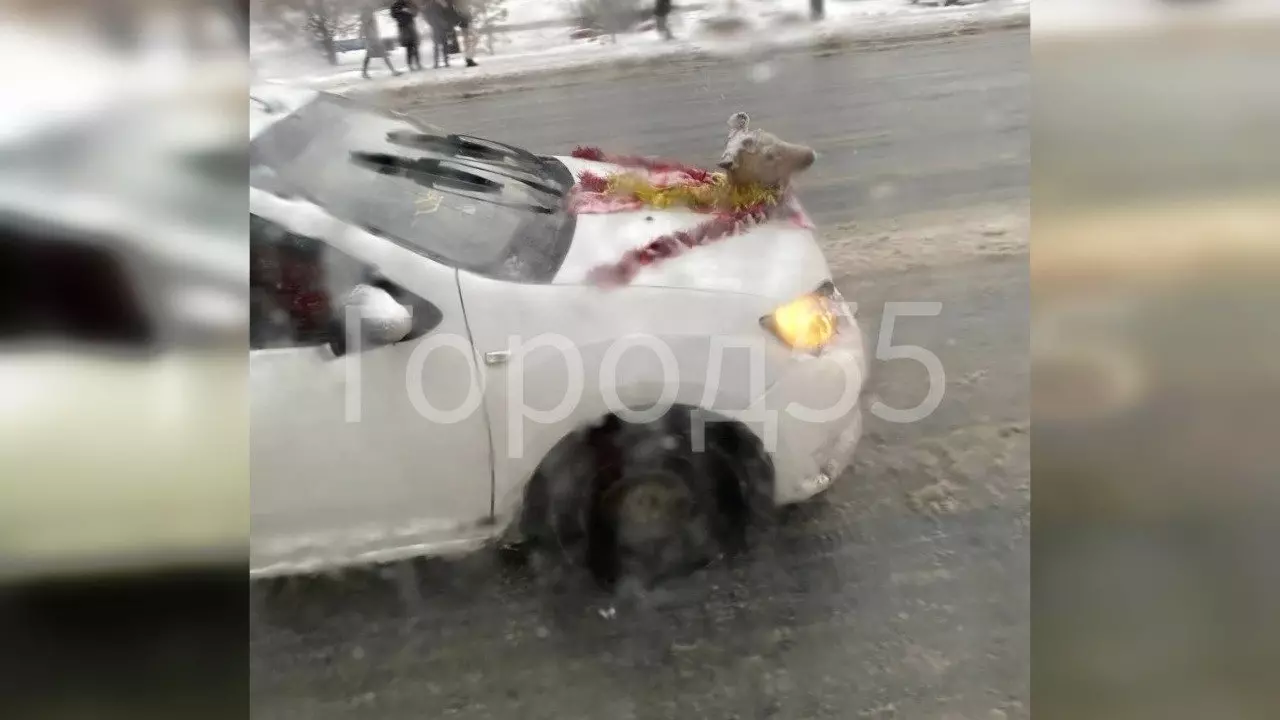В Омске водитель украсил капот машины головой косули