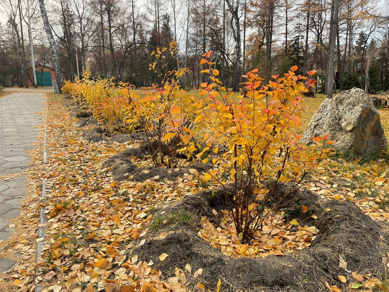 В омском парке 30-летия ВЛКСМ высадили больше тысячи деревьев