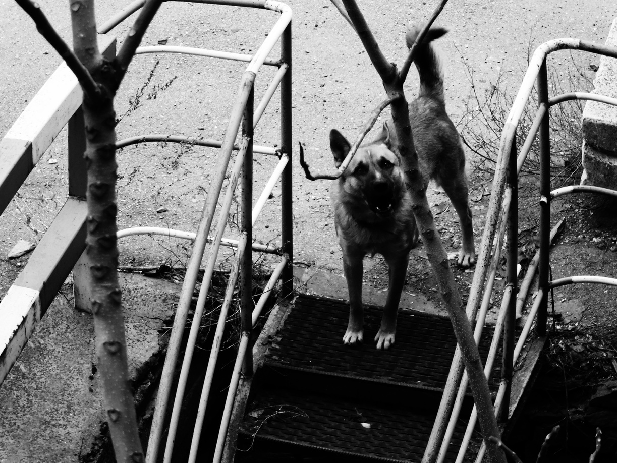 Стаи агрессивных собак продолжают пугать жителей сибирских городов