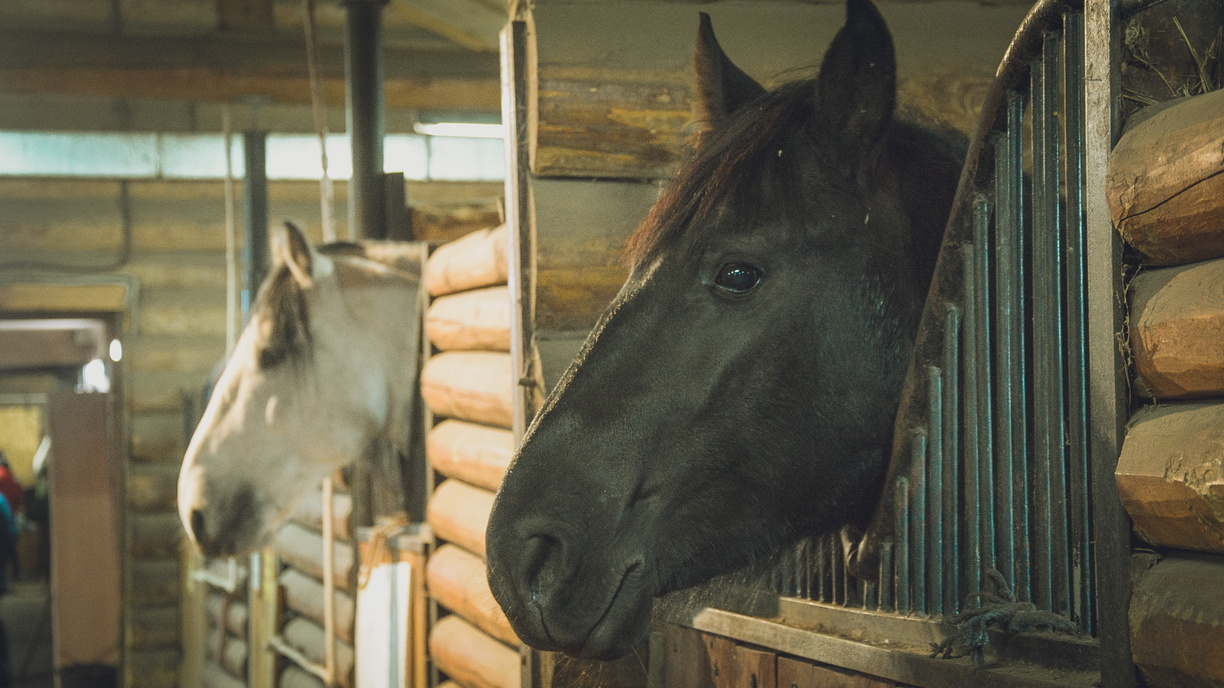 В Омской области задержали 40 коней, которых хотели съесть в Казахстане