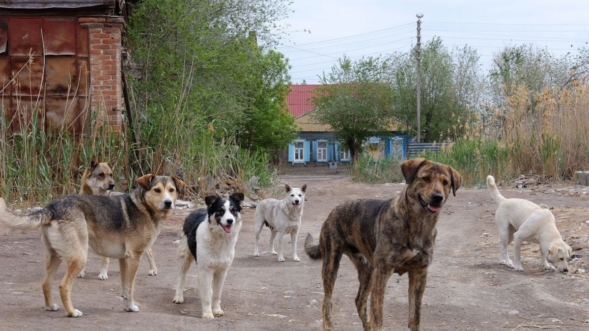 В Омской области после вмешательства прокуратуры начали отлов бездомных собак