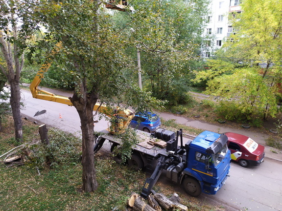 В Омске 10 компаний собрались вырубить и обрезать сотни деревьев