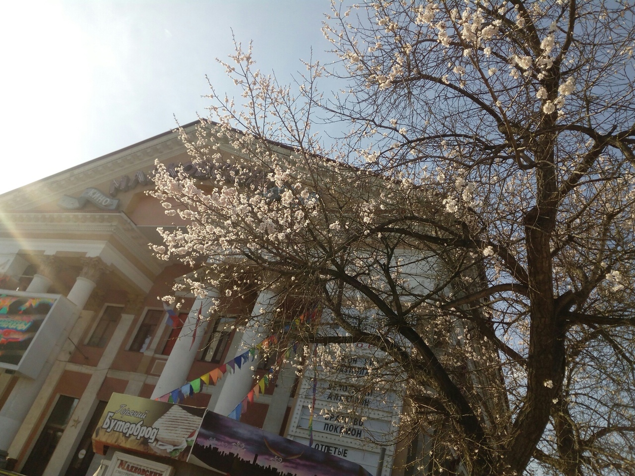 У кинотеатра «Маяковский» в Омске расцвело абрикосовое дерево
