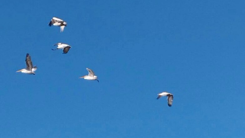 Краснокнижные кудрявые пеликаны вновь вернулись на омские озера