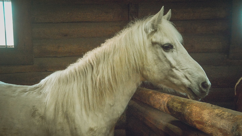Белорусские лошади пытались проникнуть в Омскую область по фальшивым документам