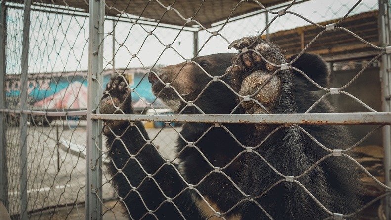 Медведи в границах Омска: почему, зачем и что с ними делать?